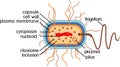 Bacterial cell structure. Prokaryotic cell with nucleoid